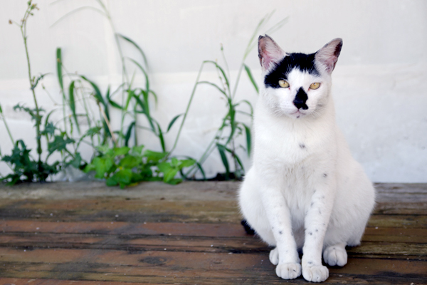 写真展「名前のない猫たち。」イメージ